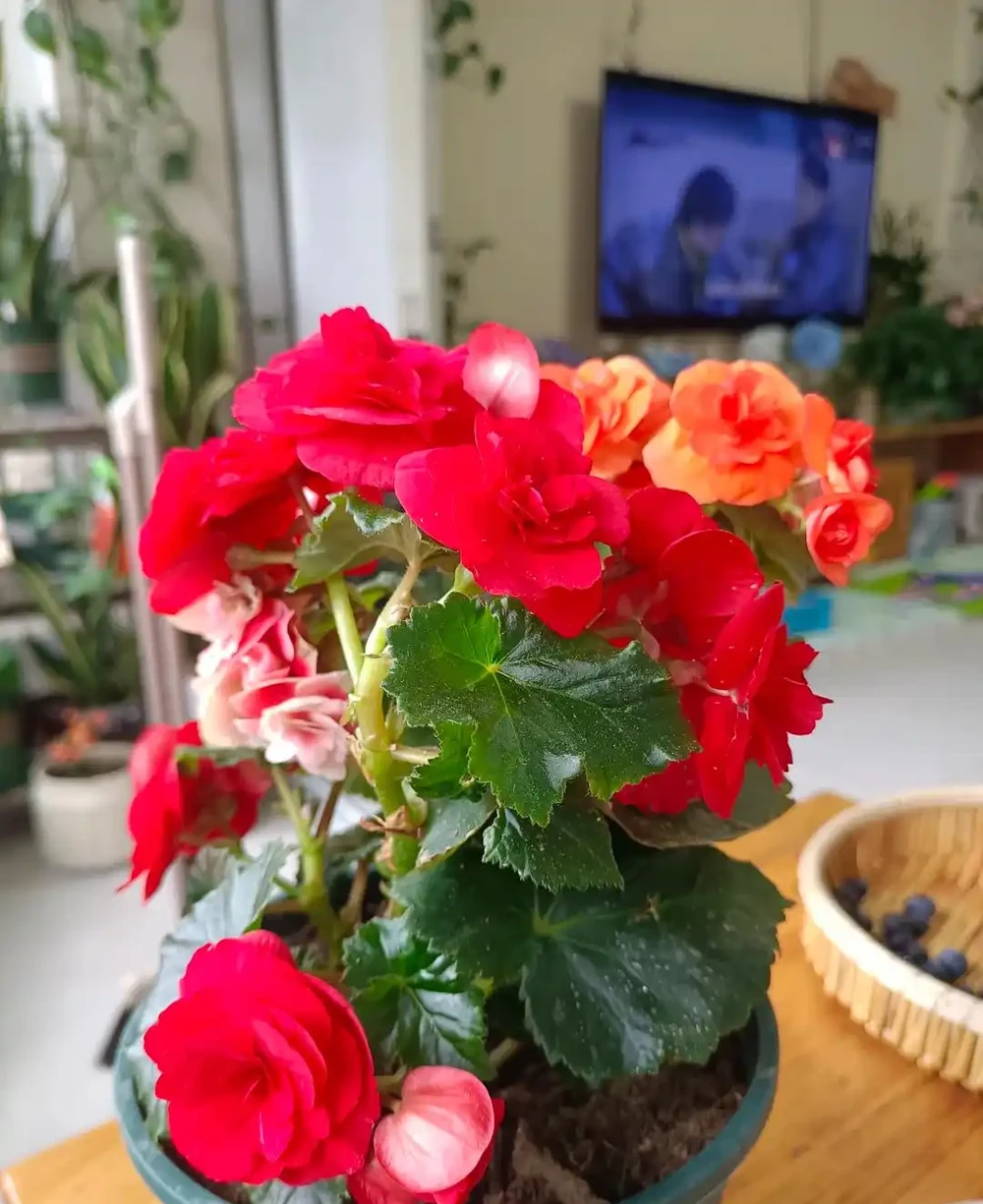 這9種花「太狠了」,陽臺養一盆,從春開到冬,一整年都不空檔