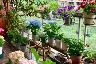 這9種花「太狠了」，陽臺養一盆，從春開到冬，一整年都不空檔