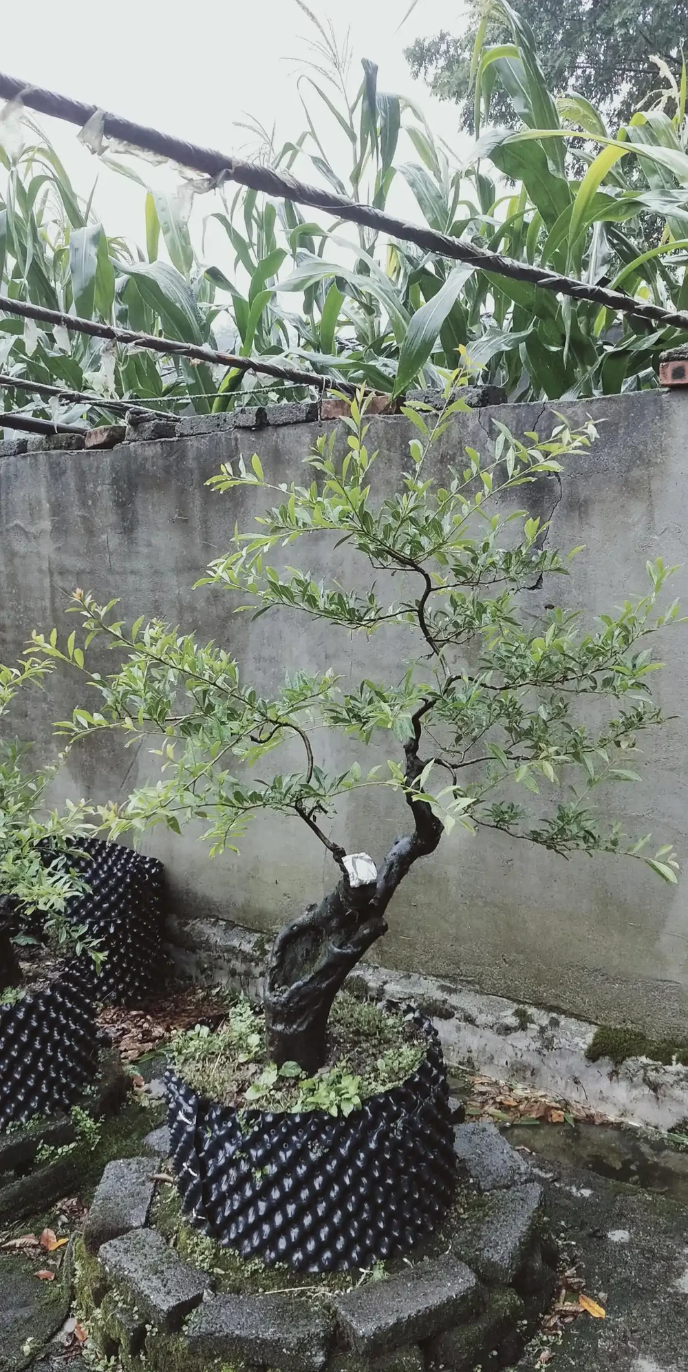 金彈子移植一般幾天恢復，金彈子移植，你關心的恢復時間來了