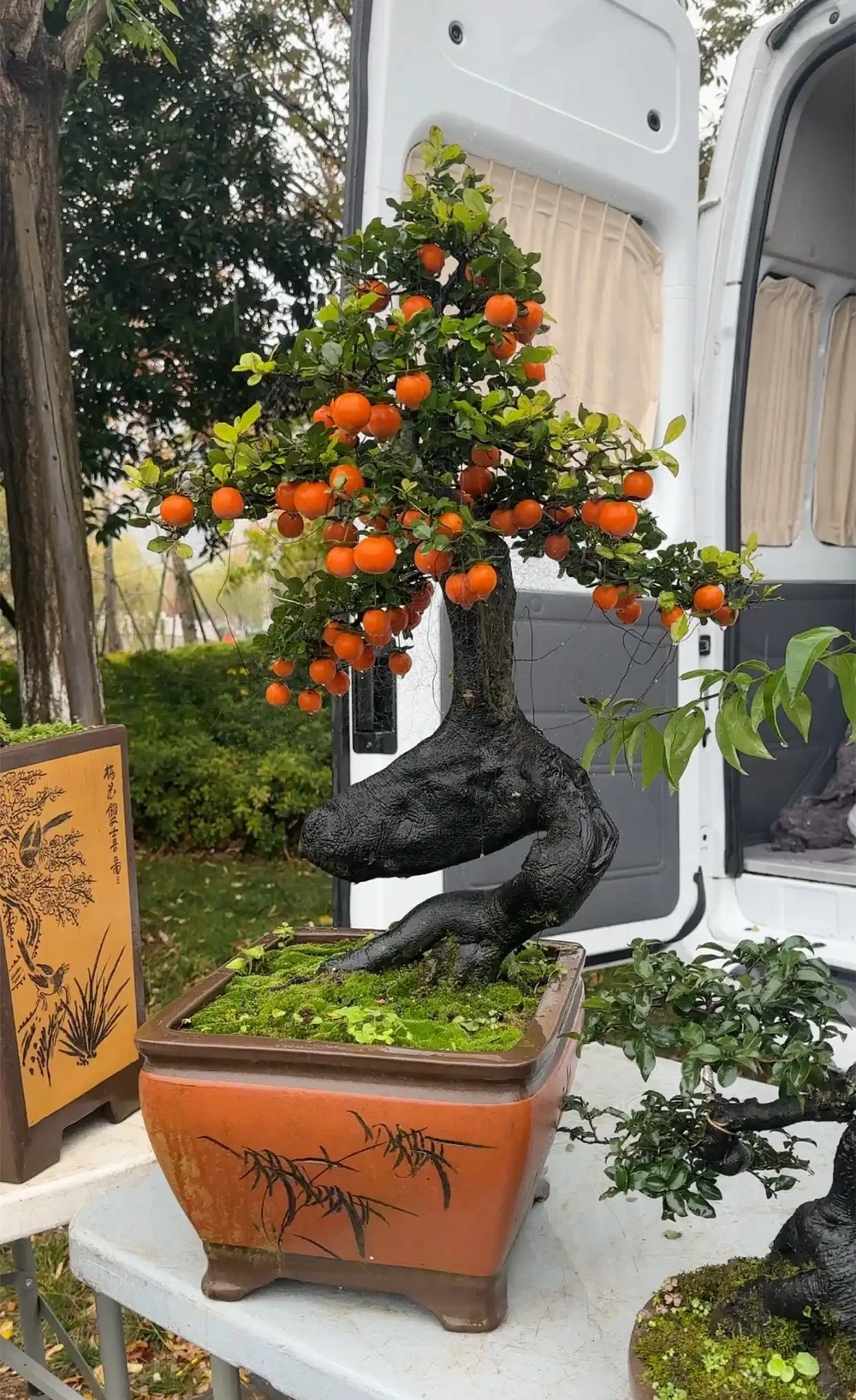 金彈子移植一般幾天恢復，金彈子移植，你關心的恢復時間來了