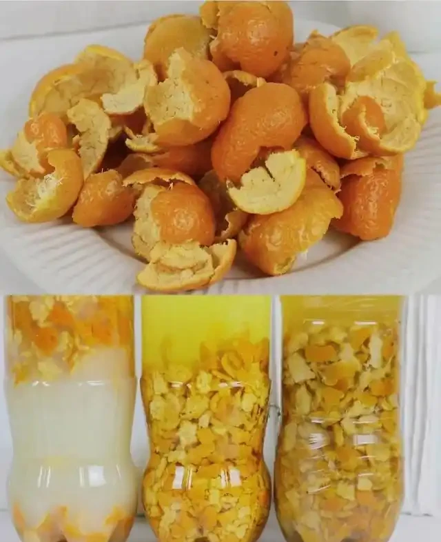 淘米水加一種皮,發酵快還沒味,花草吃瘋長,妥妥的「養花神器」