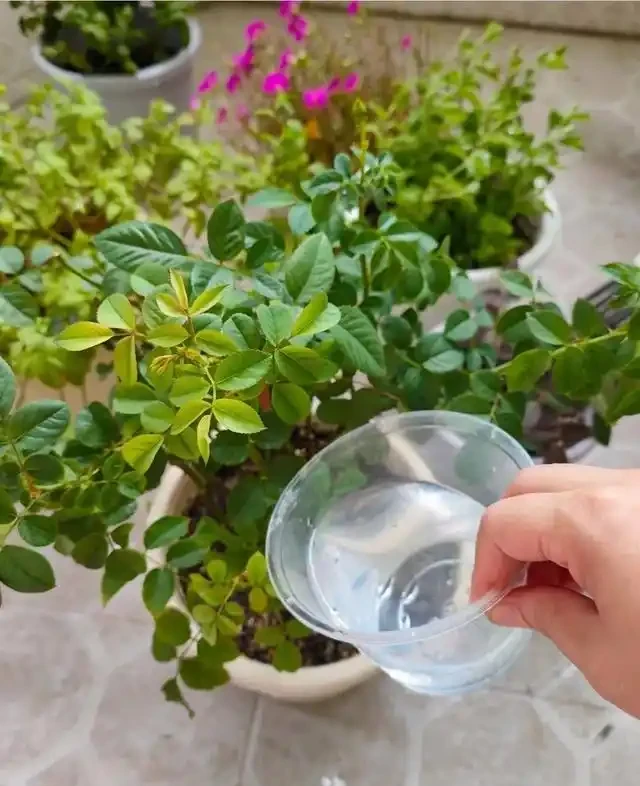 淘米水加一種皮,發酵快還沒味,花草吃瘋長,妥妥的「養花神器」