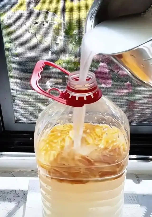 淘米水加一種皮,發酵快還沒味,花草吃瘋長,妥妥的「養花神器」