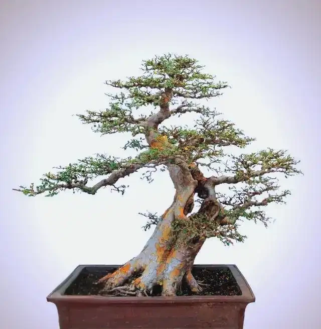 榆樹幾月份發芽?晚了怎麼辦?3招教你救活它!