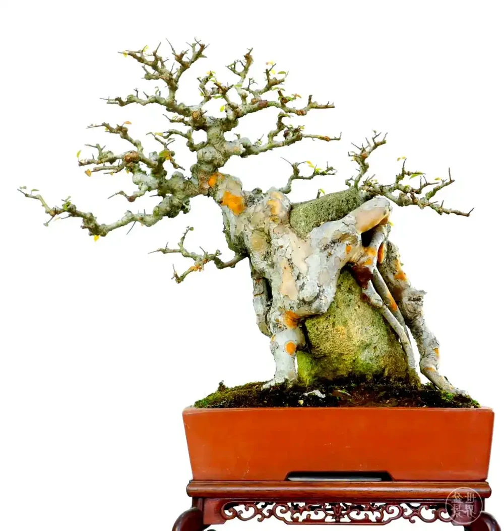 榆樹幾月份發芽?晚了怎麼辦?3招教你救活它!