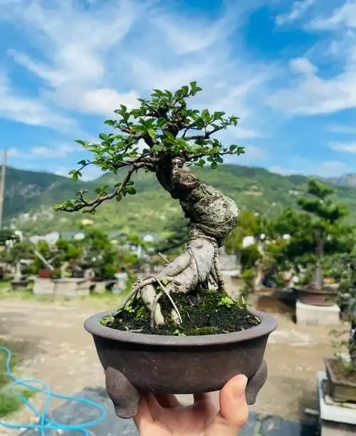 榆樹幾月份發芽?晚了怎麼辦?3招教你救活它!