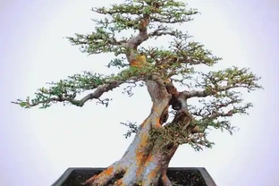 榆樹幾月份發芽？晚了怎麼辦？3招教你救活它！