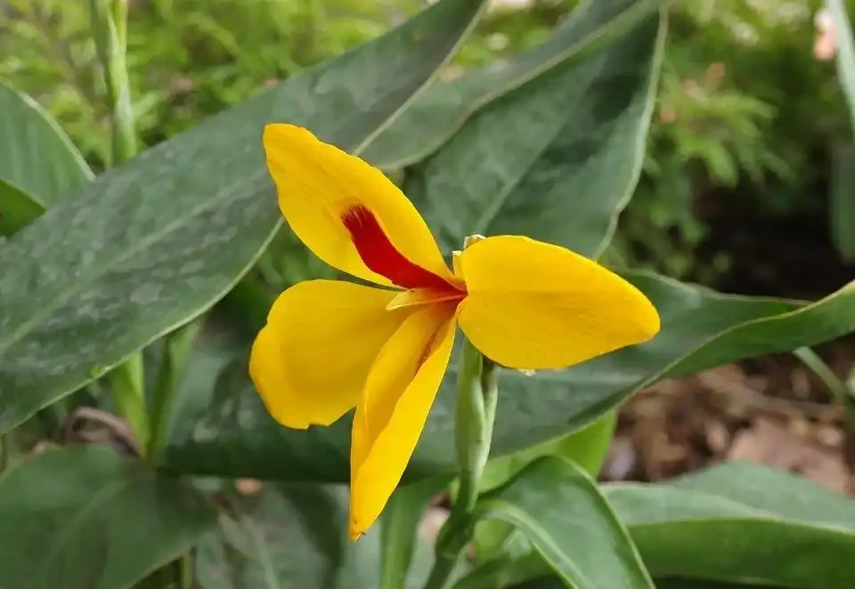 開花期長的草本花卉有哪些呢?