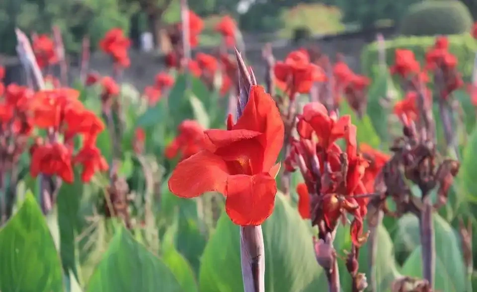開花期長的草本花卉有哪些呢?