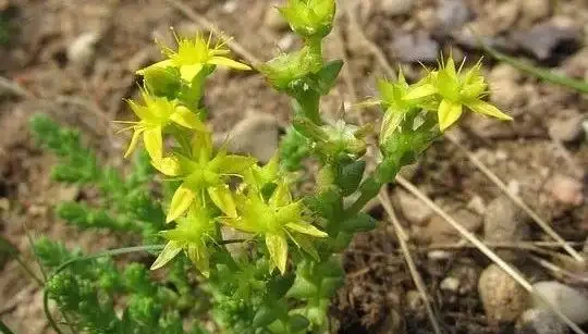 開花期長的草本花卉有哪些呢?
