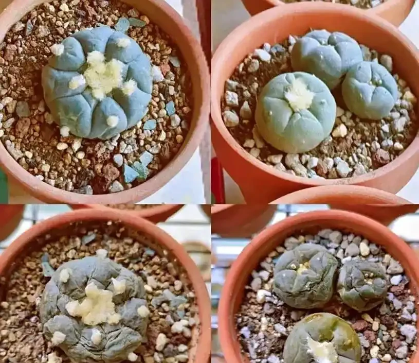 當年買回家的仙人掌球,非常不抗曬,切記,不能放在太陽下暴曬!