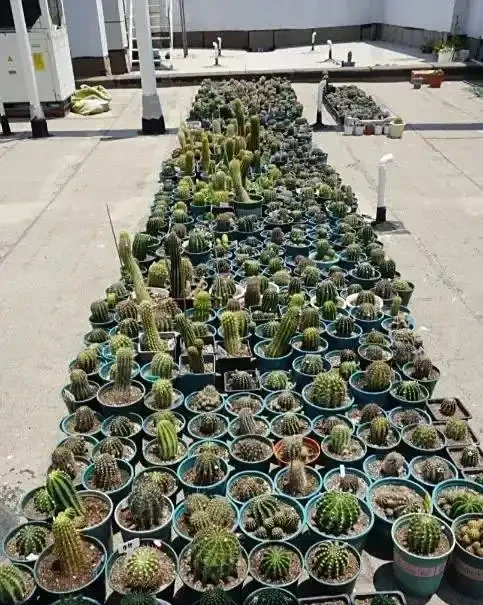 當年買回家的仙人掌球,非常不抗曬,切記,不能放在太陽下暴曬!