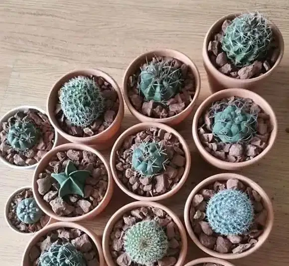 當年買回家的仙人掌球,非常不抗曬,切記,不能放在太陽下暴曬!