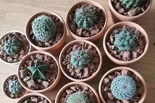 當年買回家的仙人掌球，非常不抗曬，切記，不能放在太陽下暴曬！
