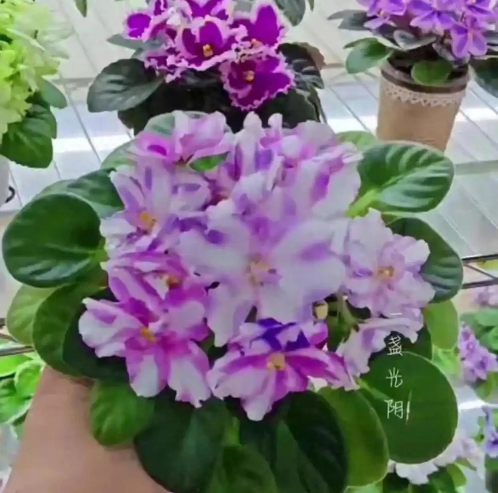 8種「耐陰花」,不用曬大太陽,客廳一放爆花不斷