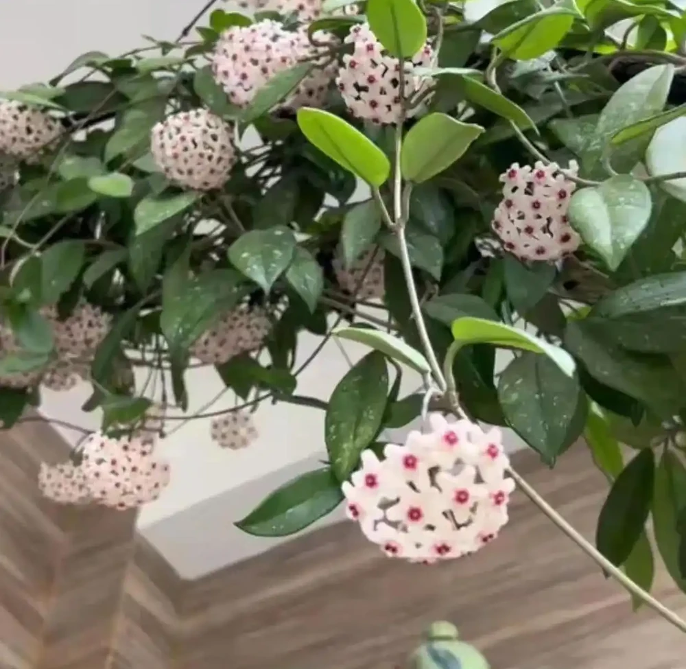 8種「耐陰花」,不用曬大太陽,客廳一放爆花不斷