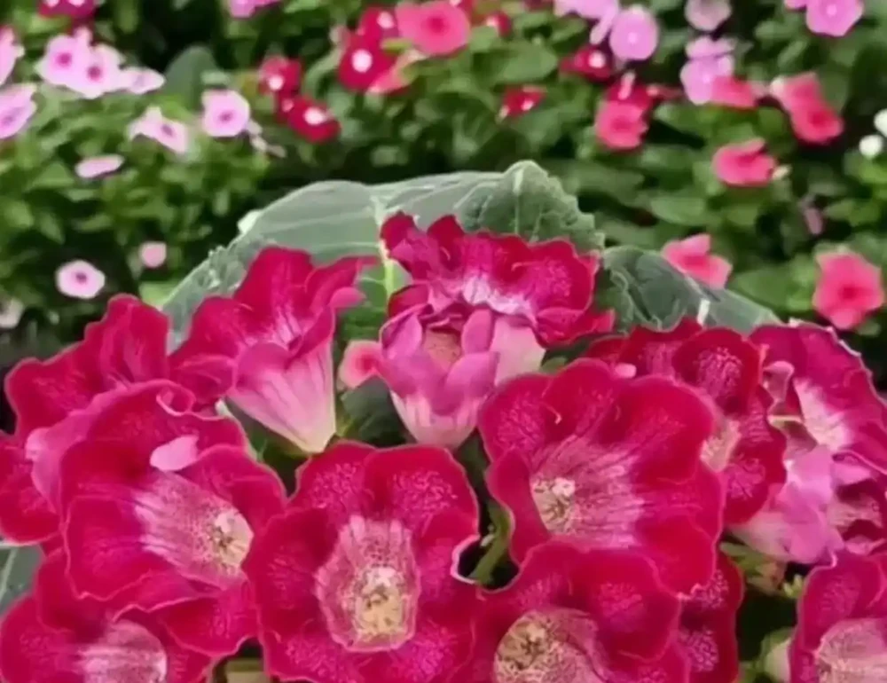 8種「耐陰花」,不用曬大太陽,客廳一放爆花不斷
