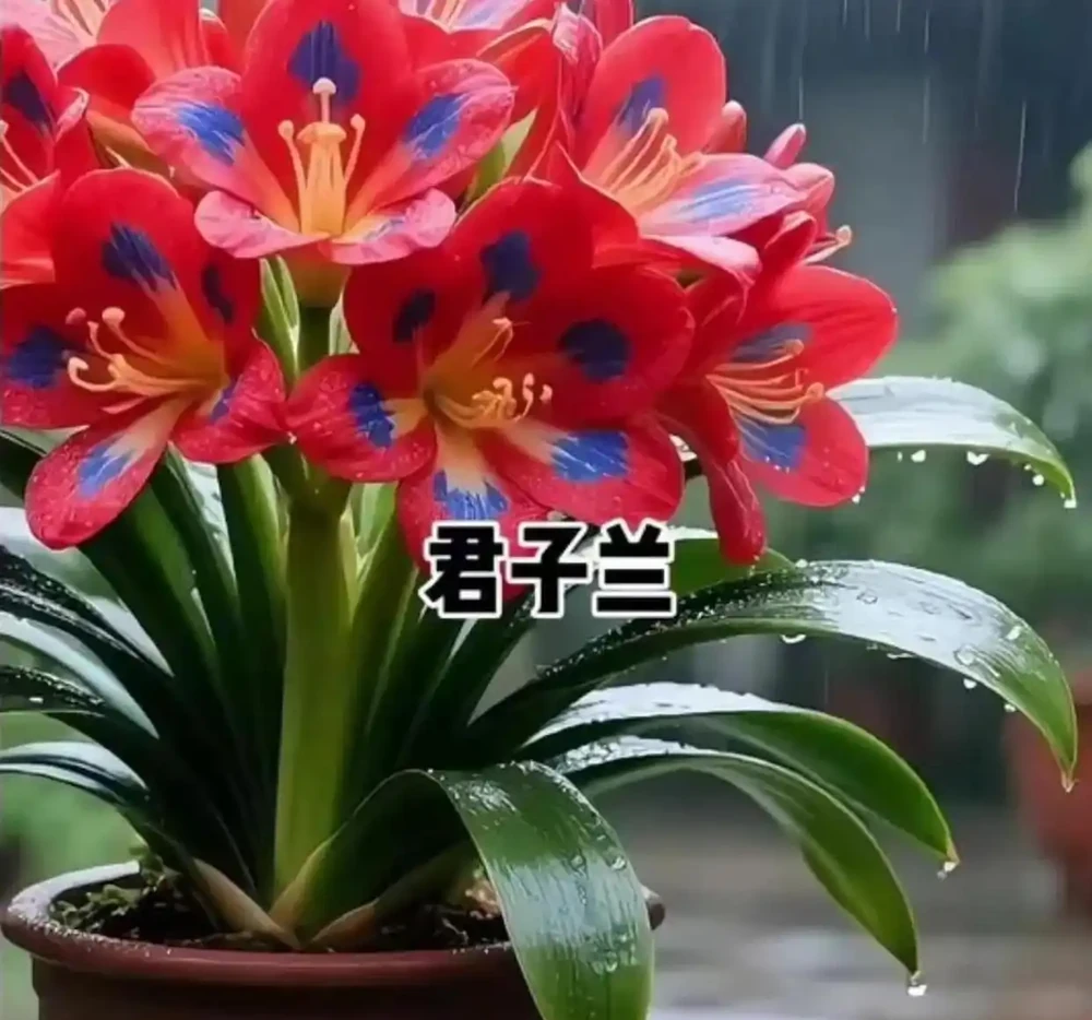 8種「耐陰花」,不用曬大太陽,客廳一放爆花不斷