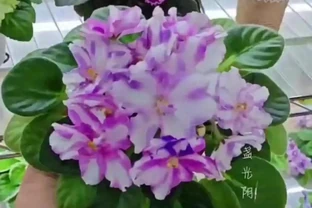 8種「耐陰花」，不用曬大太陽，客廳一放爆花不斷