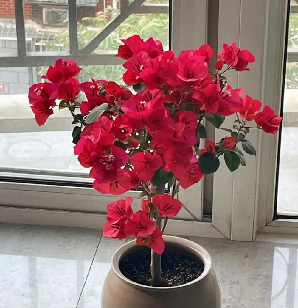 家裡如果有露臺，就要養這7種花，越曬越開花