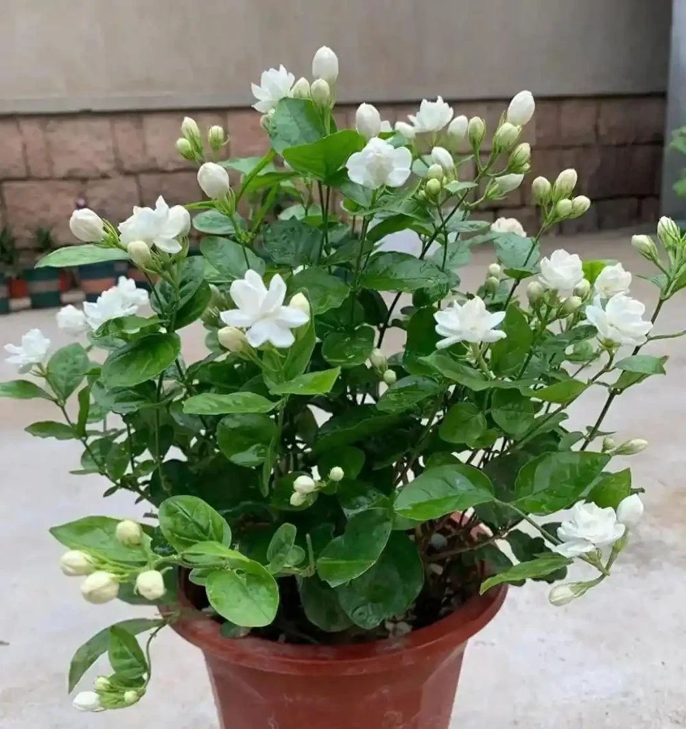 家裡如果有露臺，就要養這7種花，越曬越開花