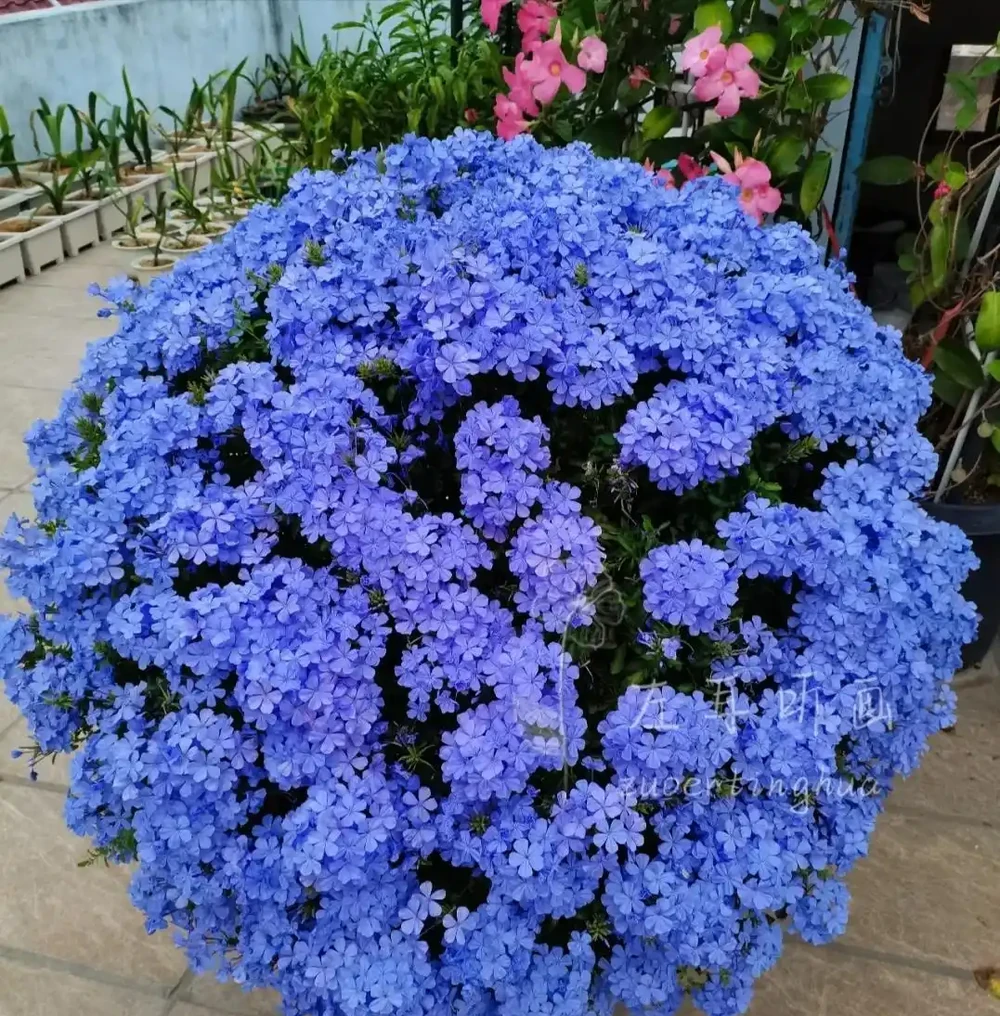 家裡如果有露臺，就要養這7種花，越曬越開花