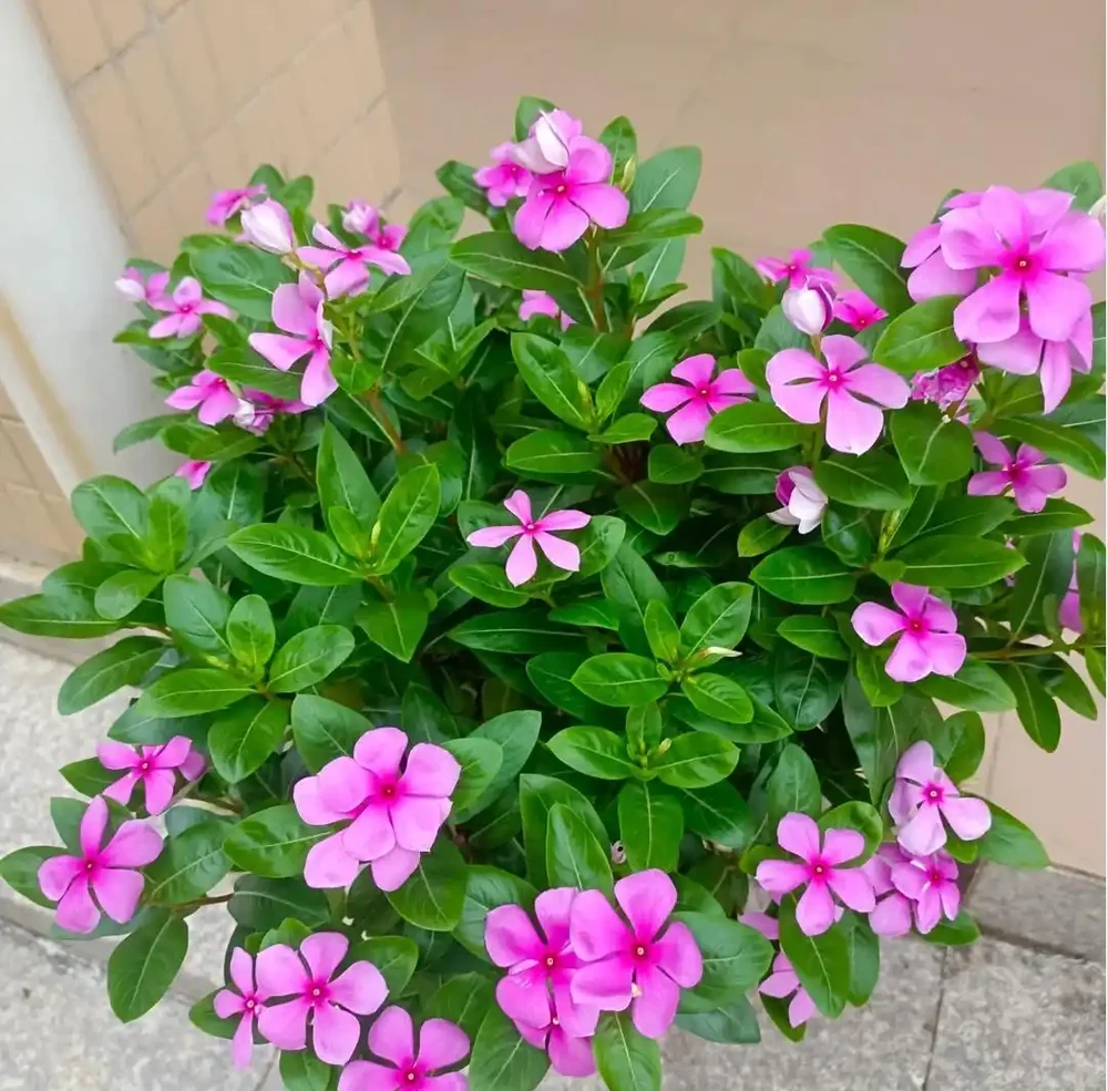 家裡如果有露臺，就要養這7種花，越曬越開花