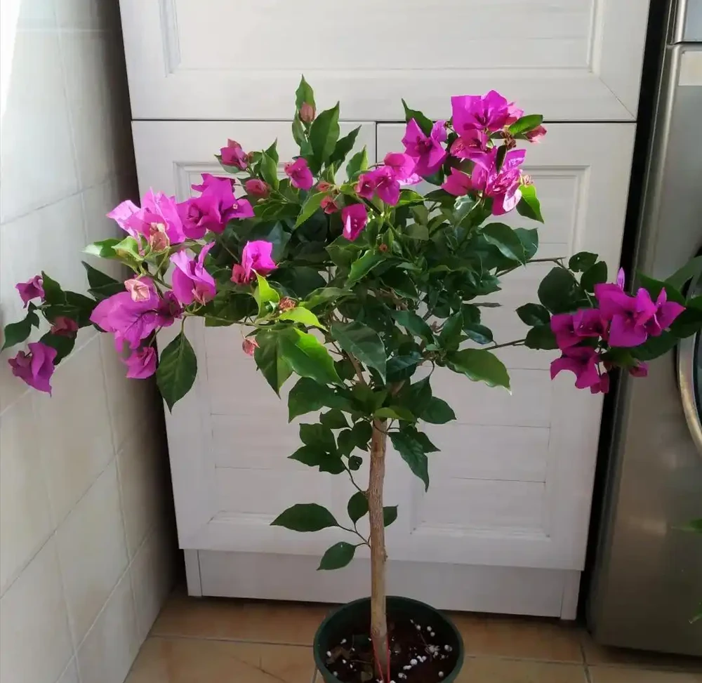 家裡如果有露臺，就要養這7種花，越曬越開花