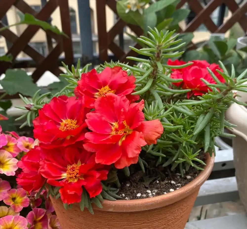 家裡如果有露臺，就要養這7種花，越曬越開花