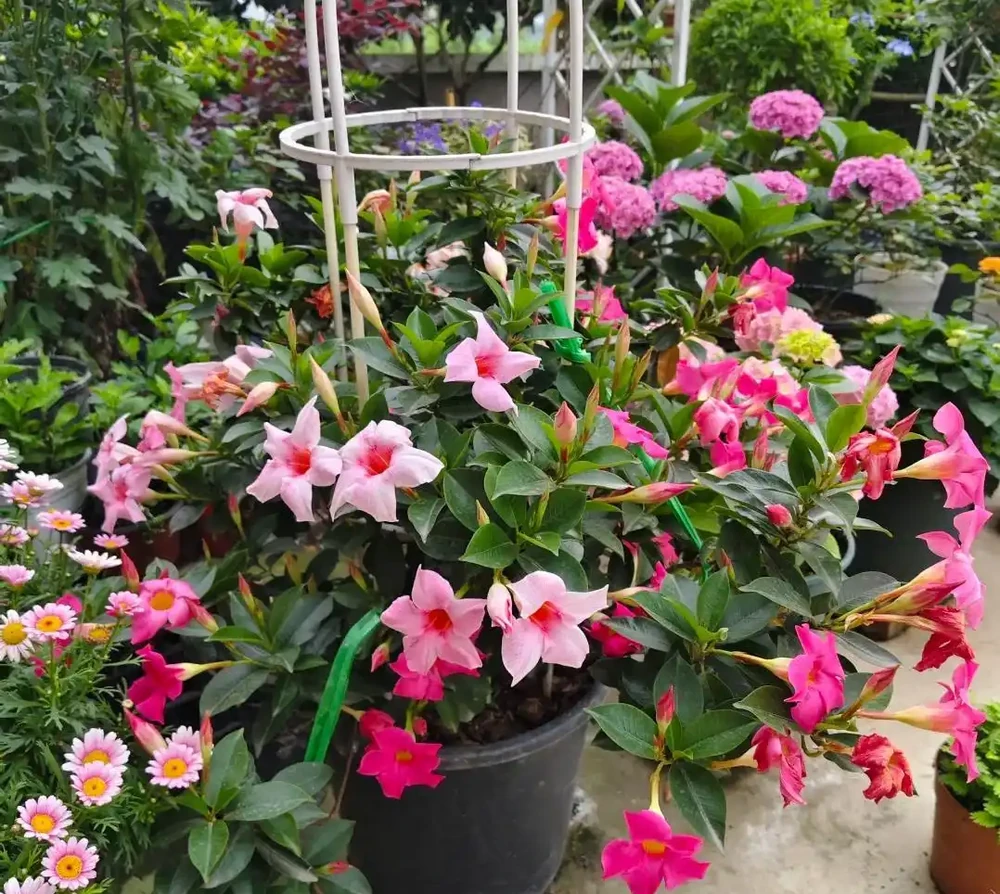 家裡如果有露臺，就要養這7種花，越曬越開花