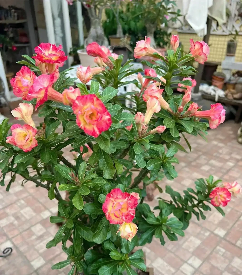 家裡如果有露臺，就要養這7種花，越曬越開花