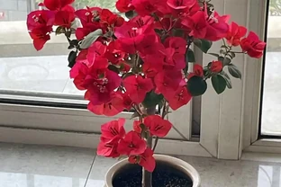 家裡如果有露臺，就要養這7種花，越曬越開花