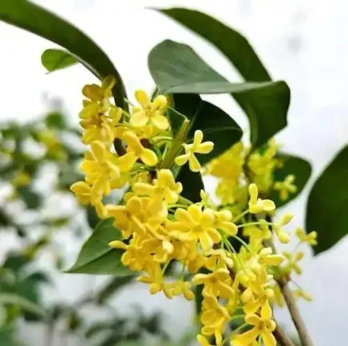 家庭養花,常備這4種肥,半月用一次,開花多又豔