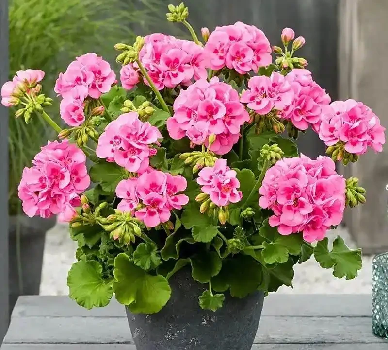 家庭養花,常備這4種肥,半月用一次,開花多又豔