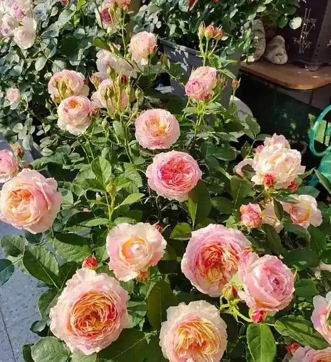 家庭養花,常備這4種肥,半月用一次,開花多又豔