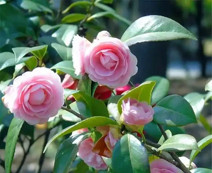 家庭養花,常備這4種肥,半月用一次,開花多又豔