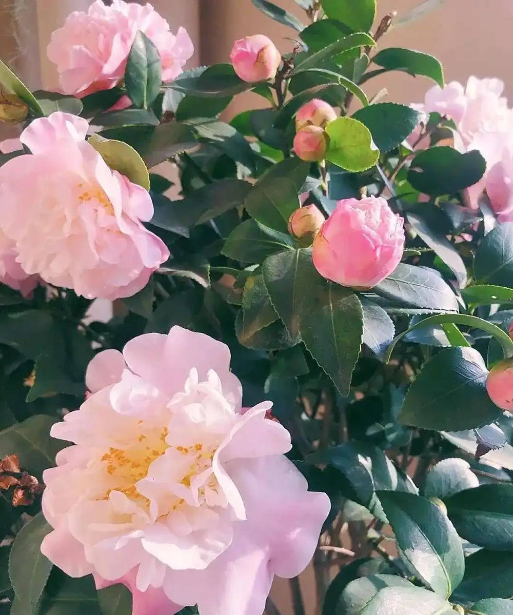 家庭養花,常備這4種肥,半月用一次,開花多又豔