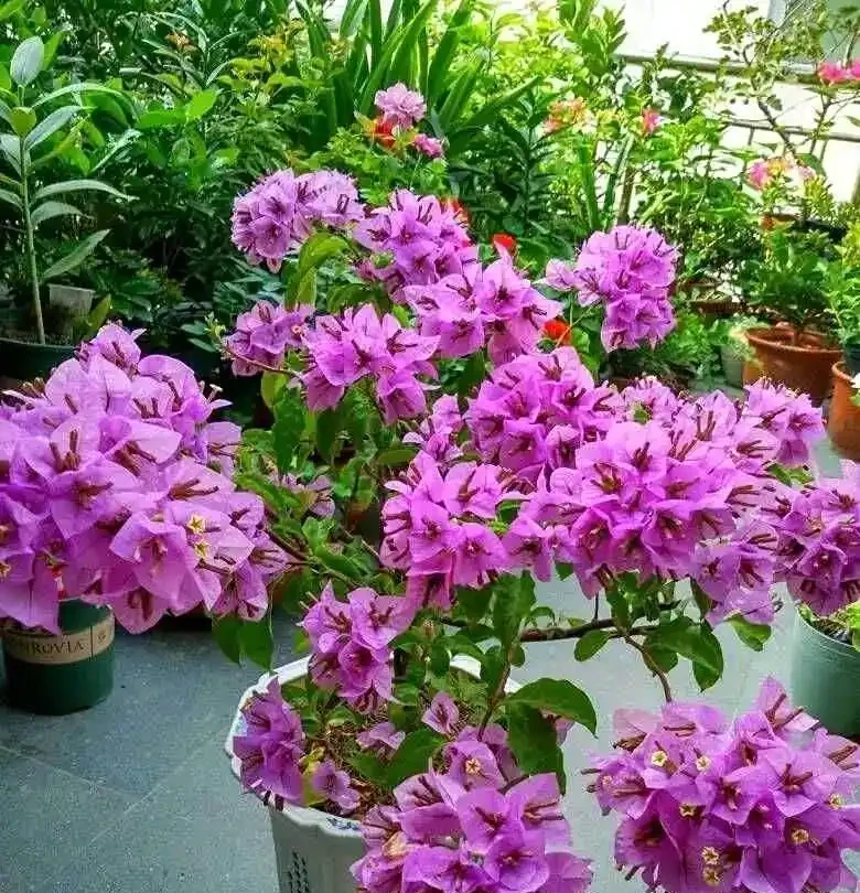 家庭養花,常備這4種肥,半月用一次,開花多又豔
