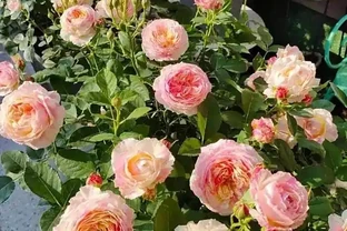 家庭養花，常備這4種肥，半月用一次，開花多又豔