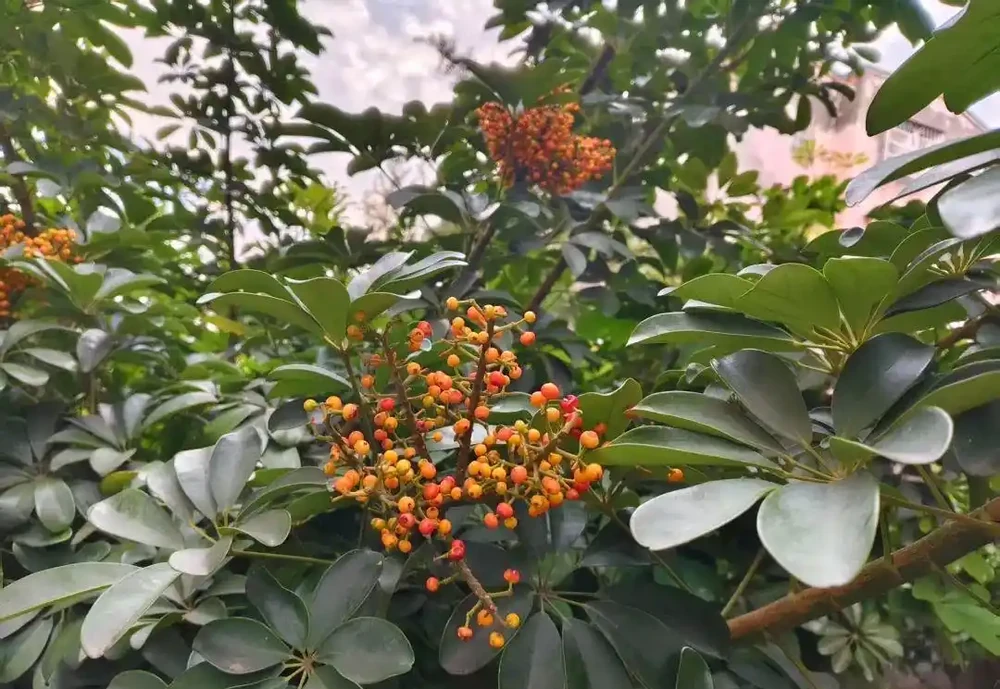 鴨腳木,學名「鵝掌藤」。一身是寶,其葉、皮、根均具有藥用價值