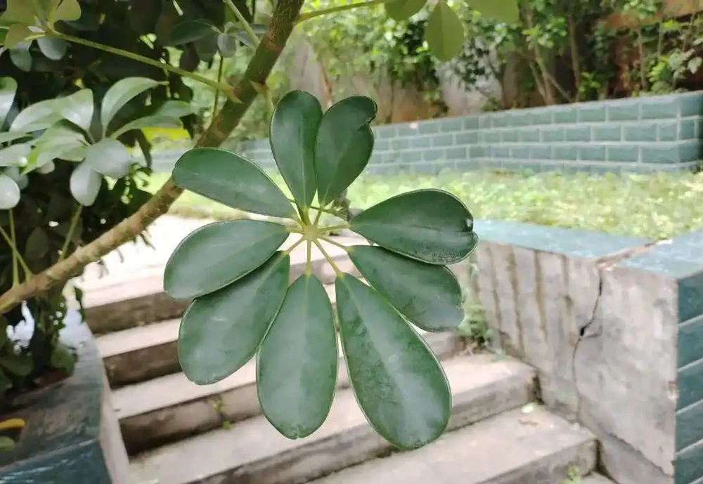 鴨腳木,學名「鵝掌藤」。一身是寶,其葉、皮、根均具有藥用價值