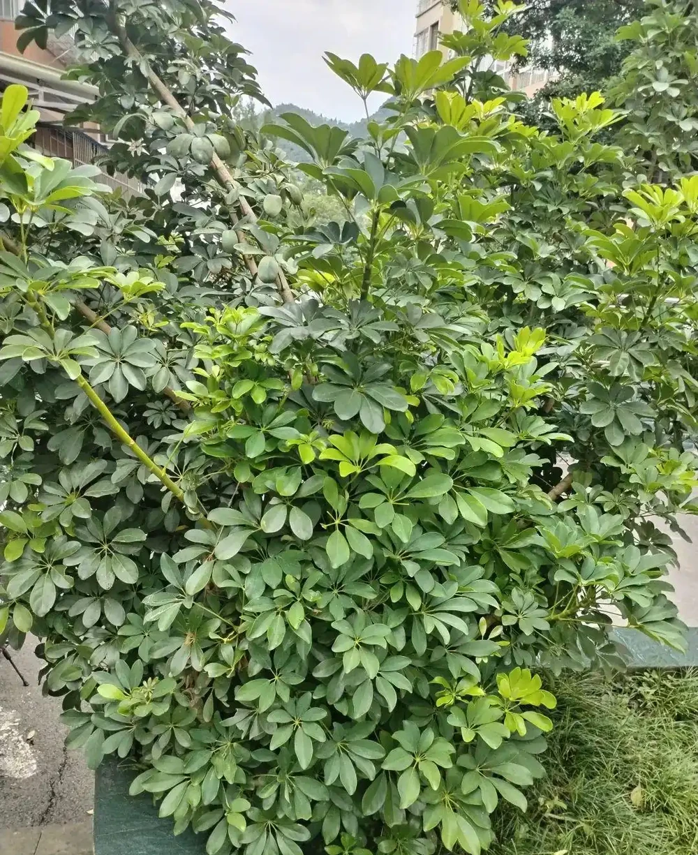 鴨腳木,學名「鵝掌藤」。一身是寶,其葉、皮、根均具有藥用價值