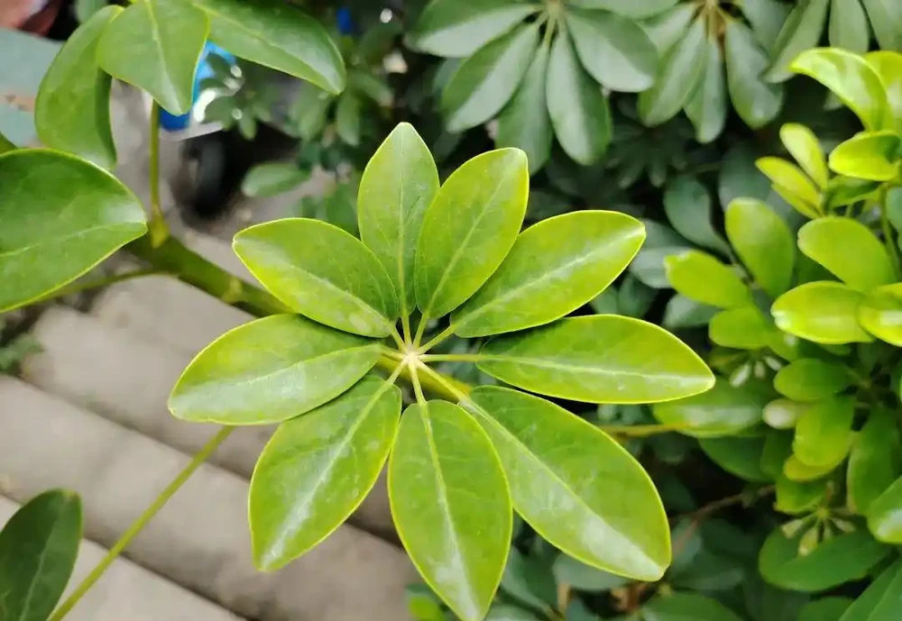 鴨腳木,學名「鵝掌藤」。一身是寶,其葉、皮、根均具有藥用價值