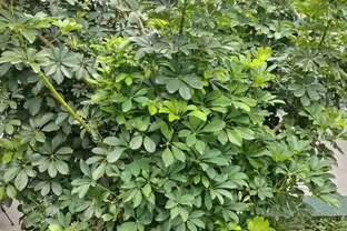 鴨腳木，學名「鵝掌藤」。一身是寶，其葉、皮、根均具有藥用價值