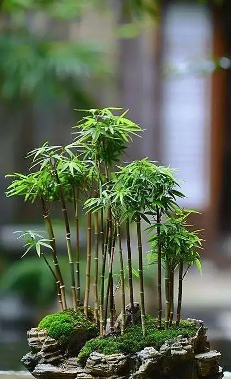盆栽竹子葉發黃?幾招教你恢復生機
