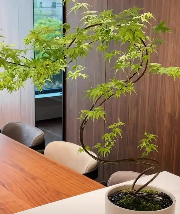廣東一女子求助,客廳盆栽樹,一夜之間全焦了,咋辦:死了也要愛