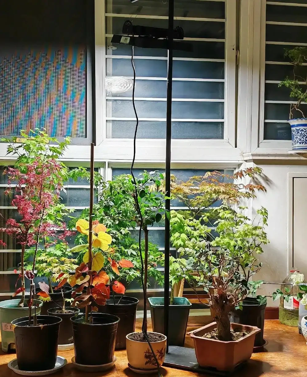 廣東一女子求助,客廳盆栽樹,一夜之間全焦了,咋辦:死了也要愛