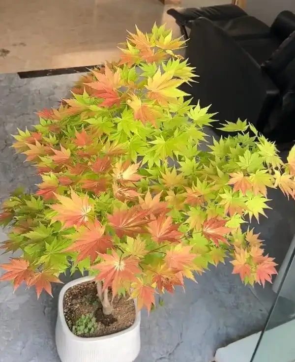 廣東一女子求助,客廳盆栽樹,一夜之間全焦了,咋辦:死了也要愛