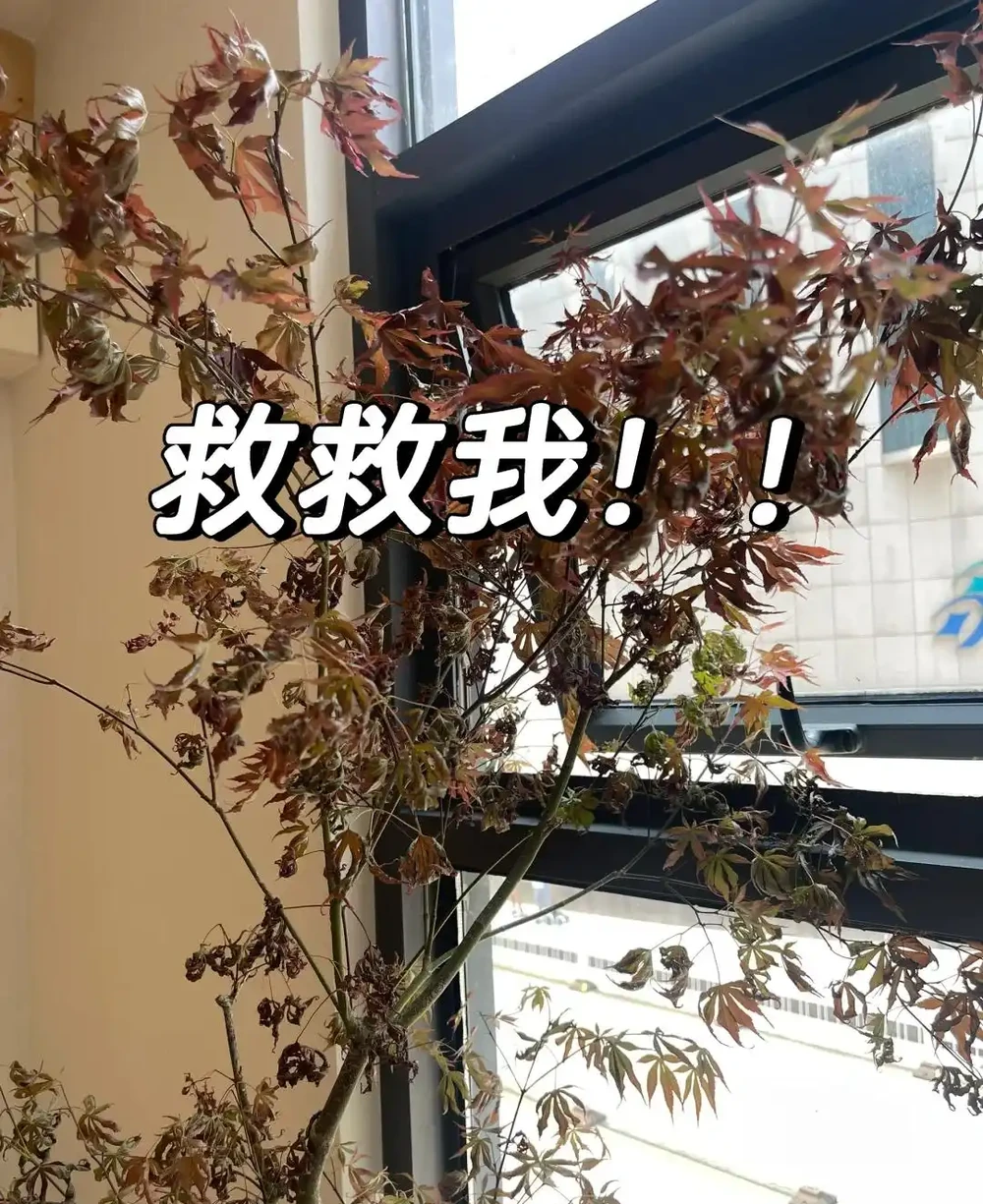 廣東一女子求助,客廳盆栽樹,一夜之間全焦了,咋辦:死了也要愛