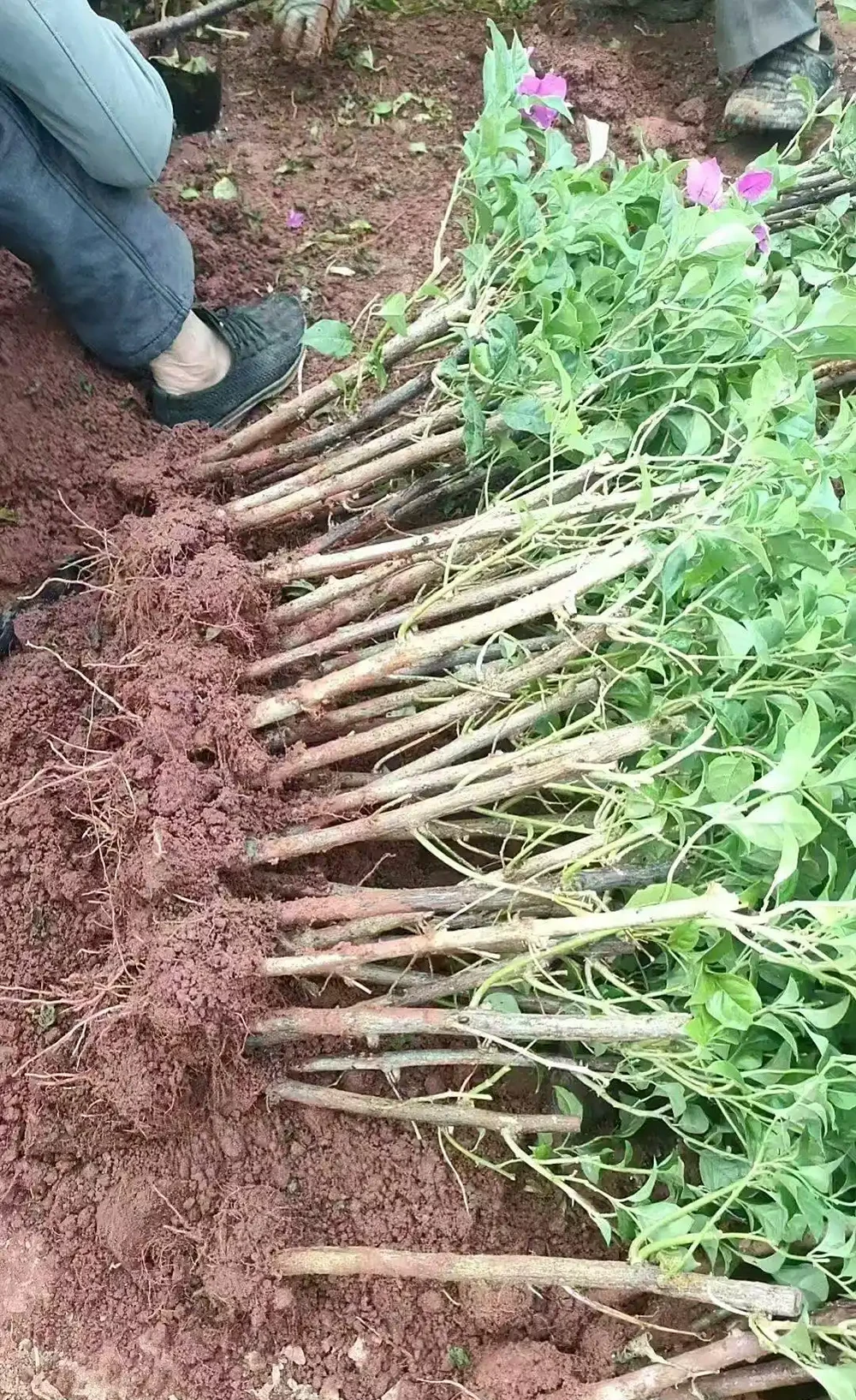九重葛
